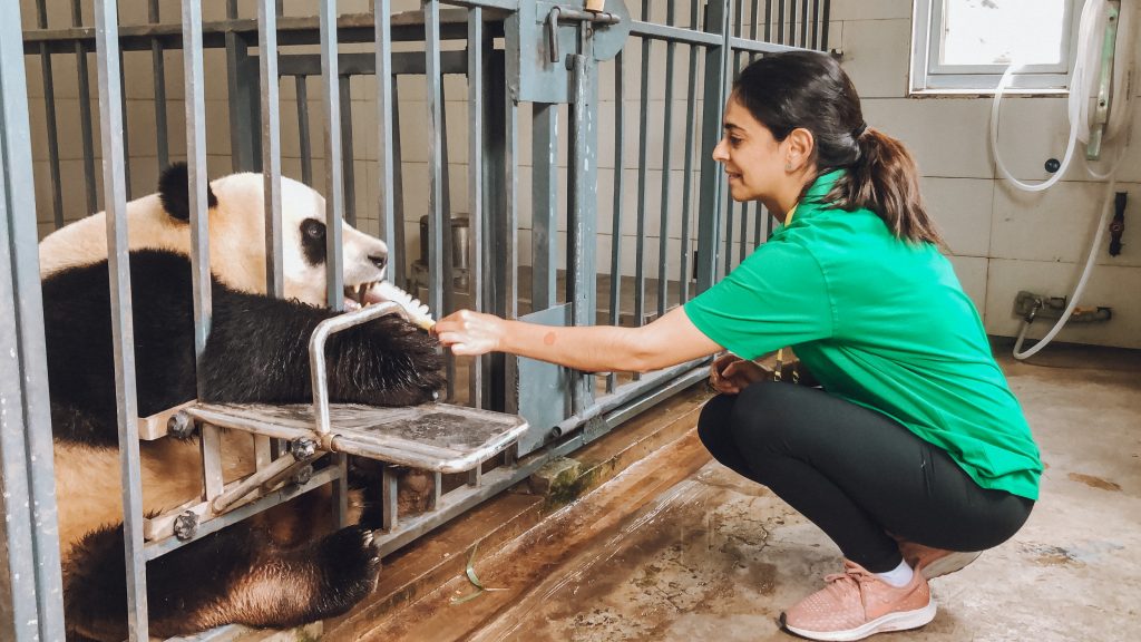 Debora feeding panda